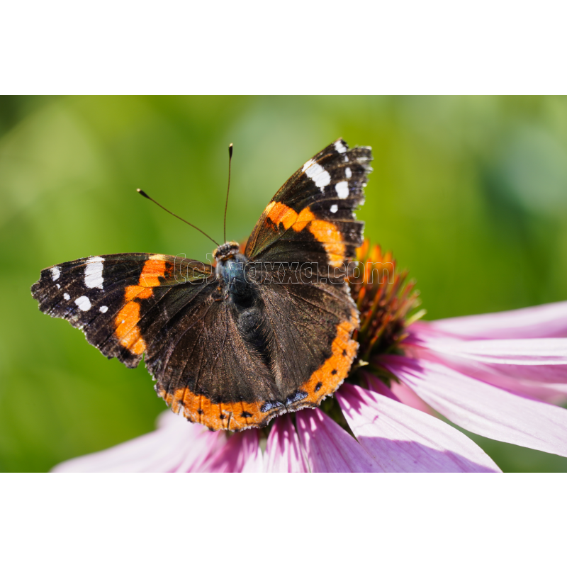 Ausgestreckt – Image 2