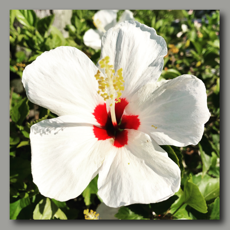 Poster: Hibiscus flower