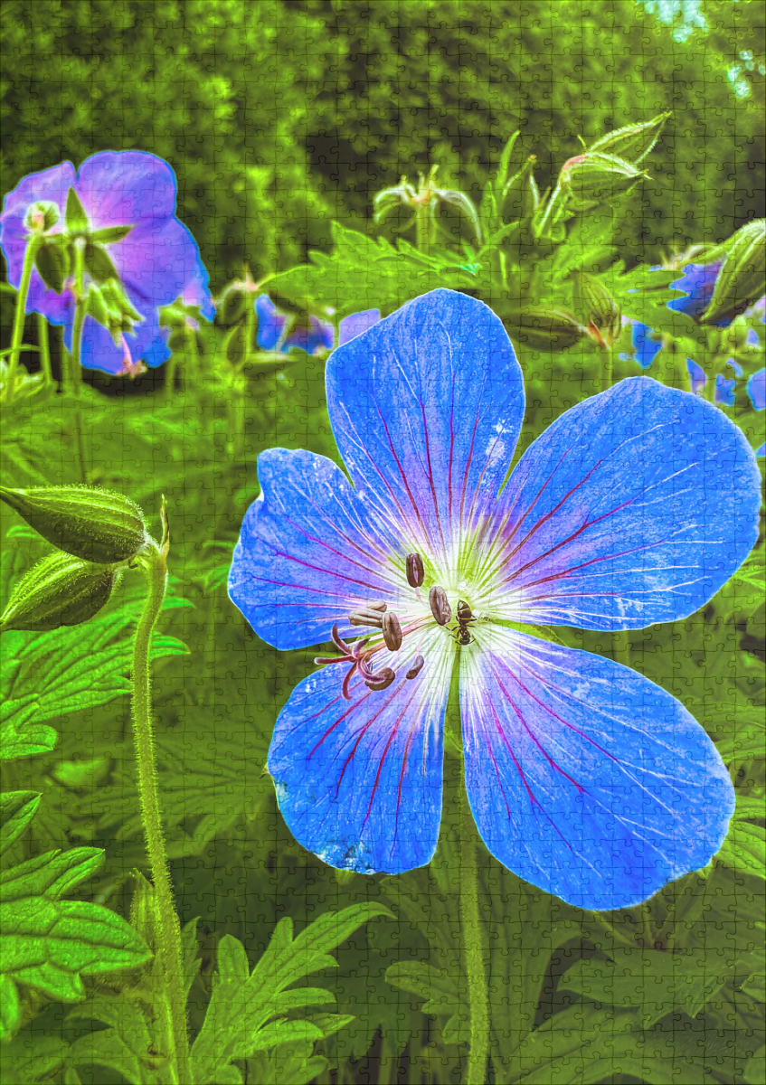 raxxa Premium-Puzzle: Blue petal - Imagen 2