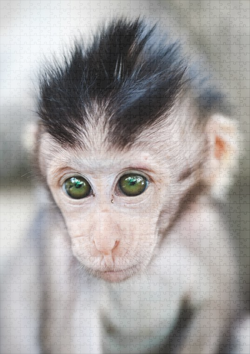 raxxa Premium-Puzzle: Baby Affe - Image 2