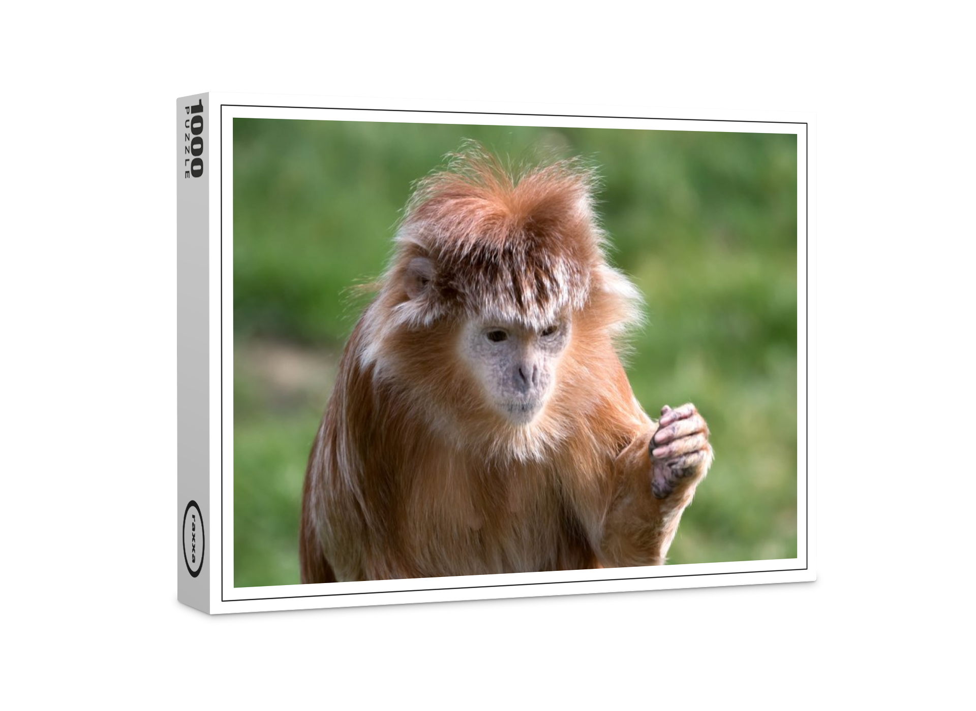 raxxa Premium-Puzzle: Javanischer Lutung (Trachypithecus auratus)