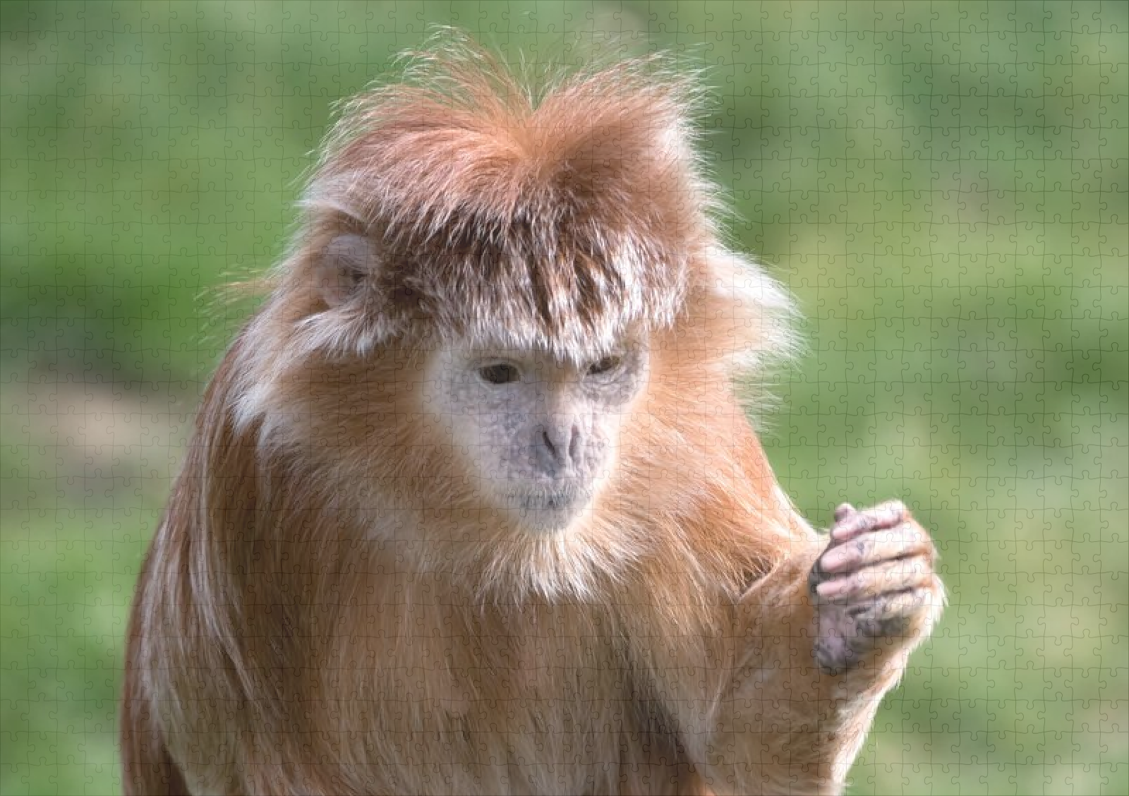 raxxa Premium-Puzzle: Javanischer Lutung (Trachypithecus auratus) - Image 2