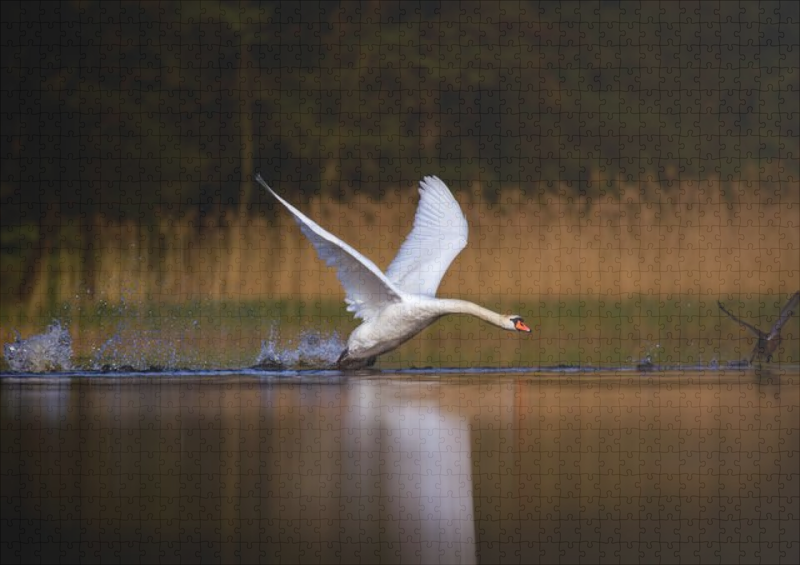 raxxa Premium-Puzzle: Schwan Abflug - Imagen 2
