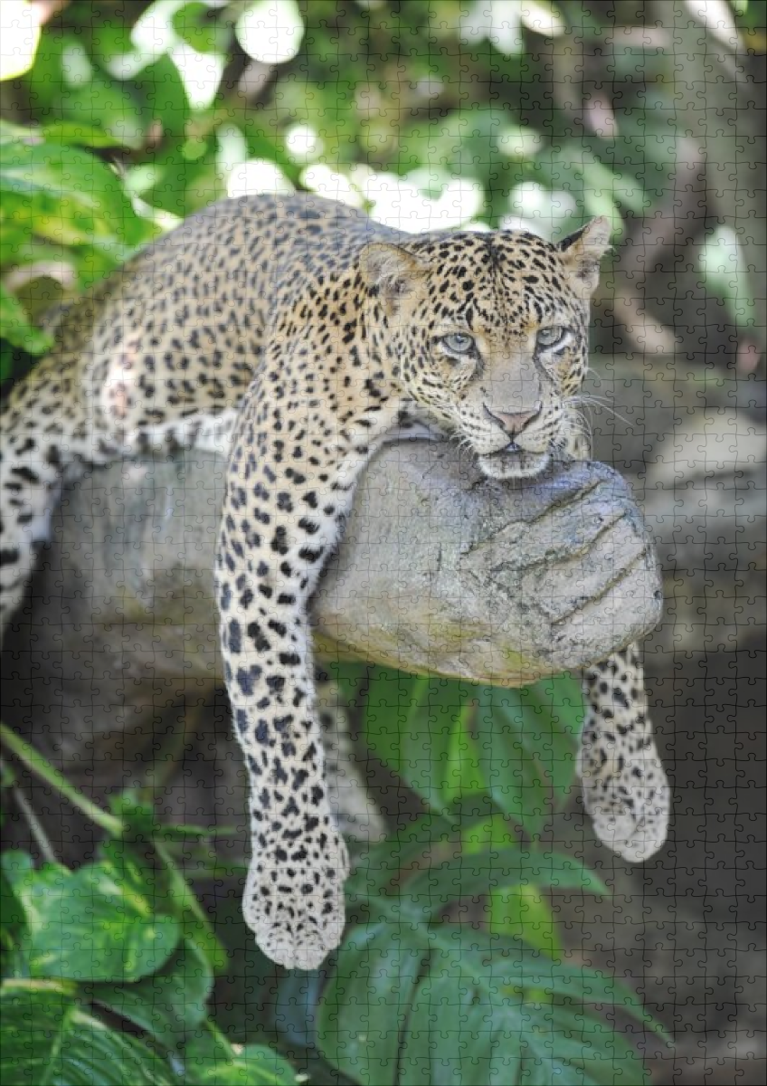 raxxa Premium-Puzzle: Leopard – Bild 2