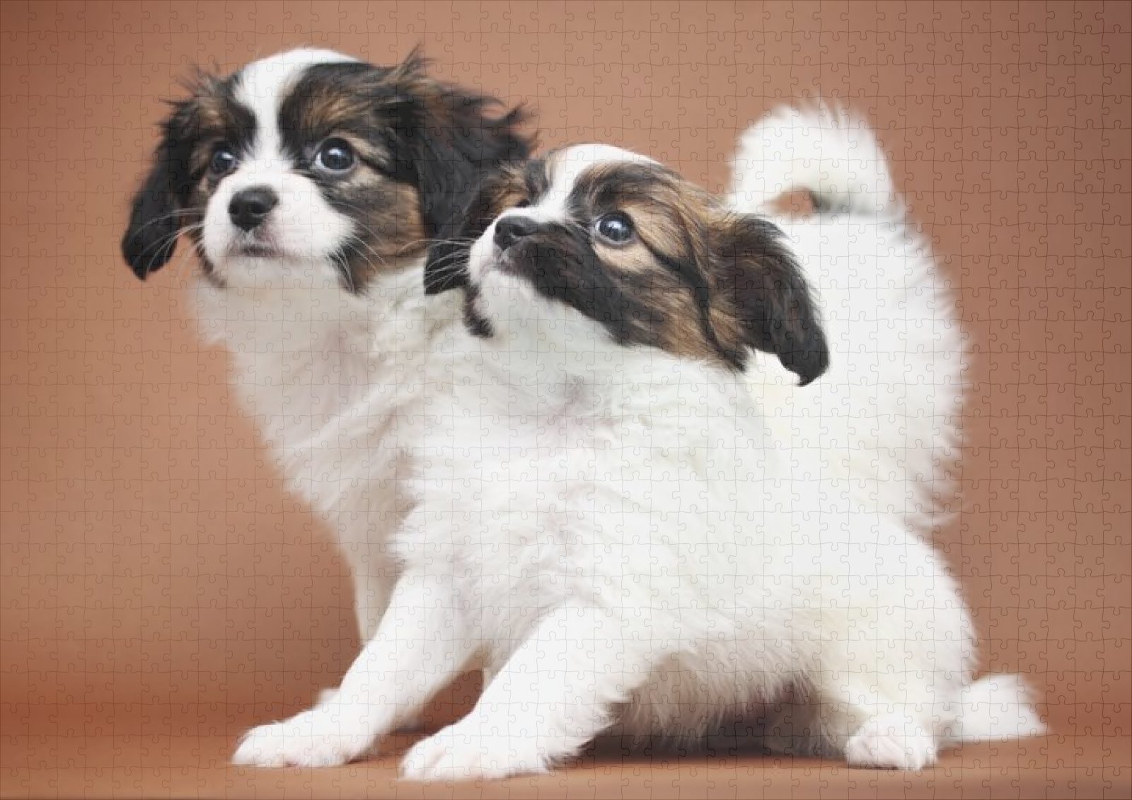 raxxa Premium-Puzzle: Welpen aufeinander - immagine 2