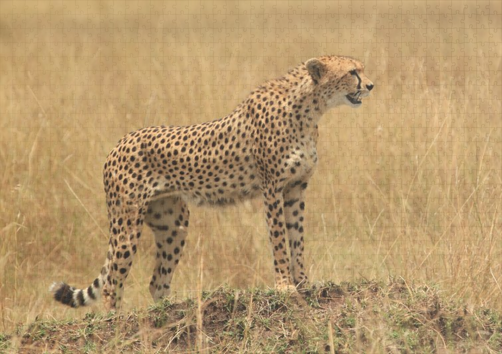 raxxa Premium-Puzzle: Fauna Afrikas – Image 2