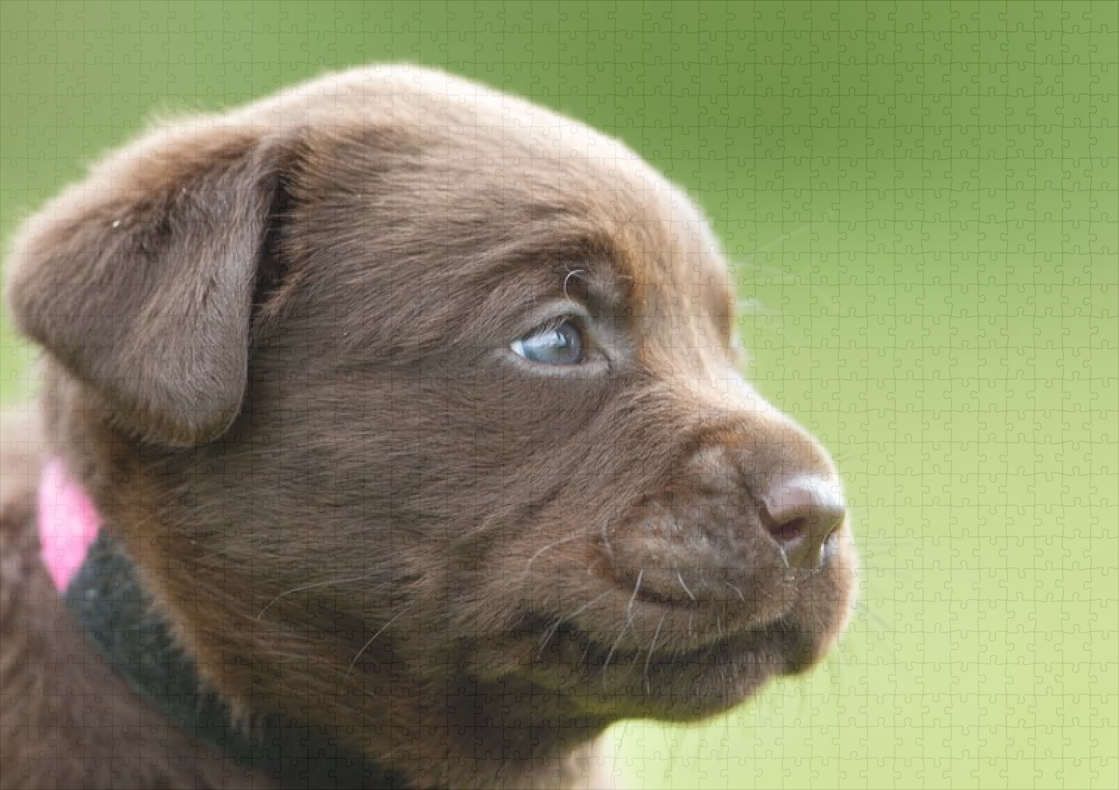 raxxa Premium-Puzzle: Nimm mich mit - immagine 2