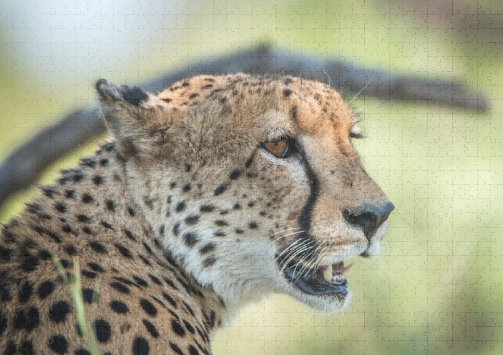 raxxa Premium-Puzzle: Gepard - immagine 2