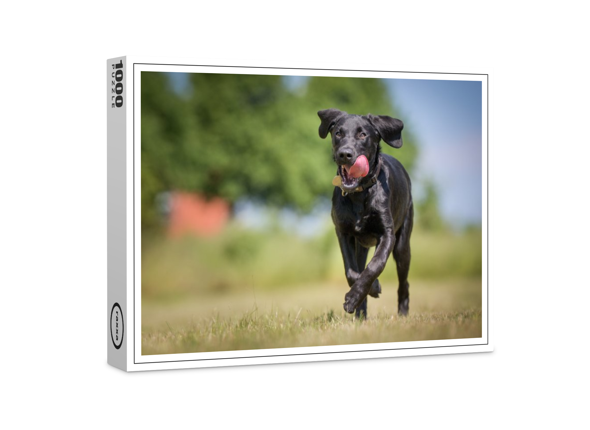 raxxa Premium-Puzzle: Schneller Labrador