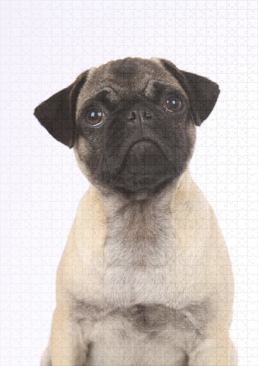 raxxa Premium-Puzzle: Mops – Bild 2