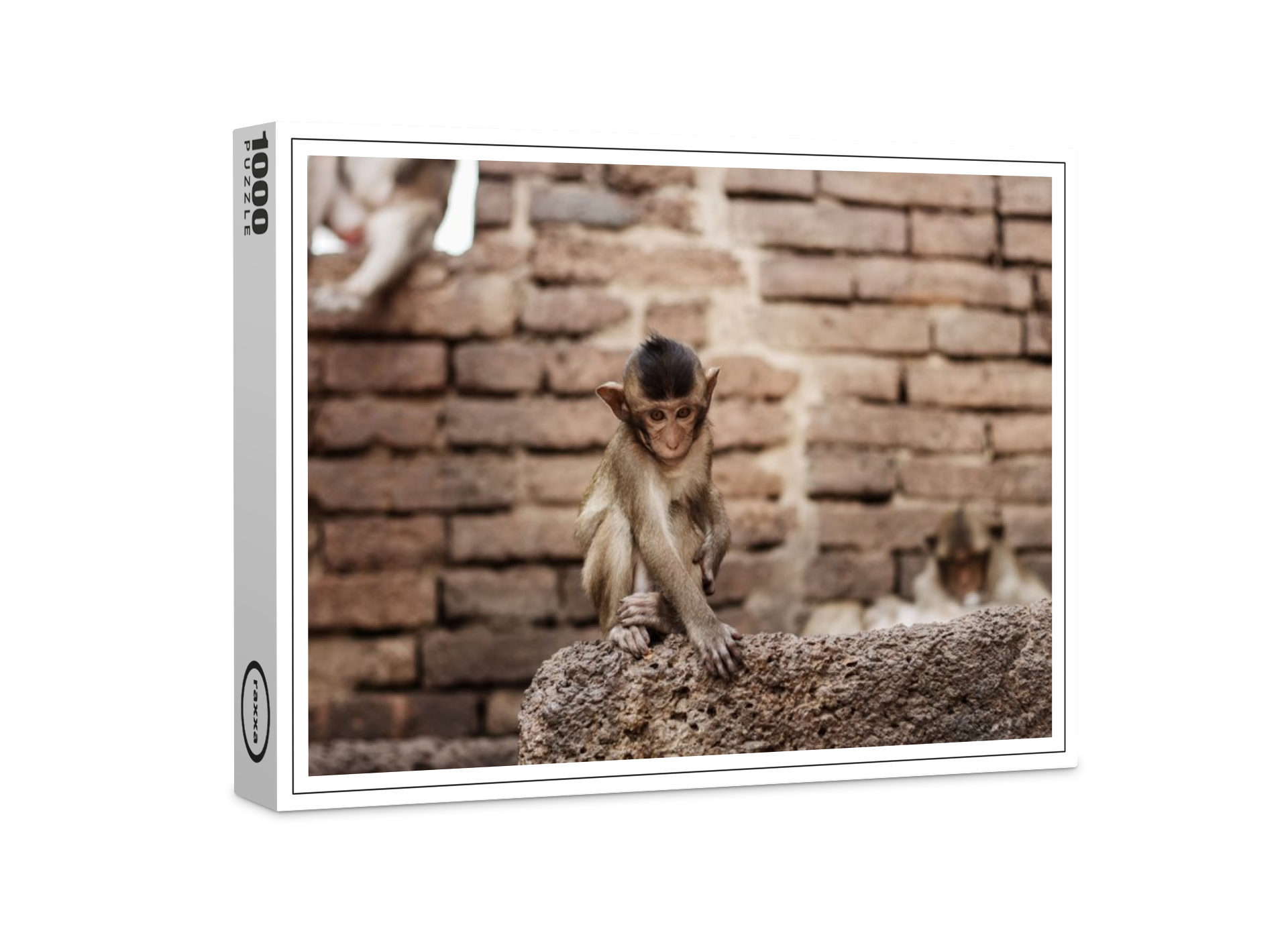 raxxa Premium-Puzzle: Affe im Zoo.