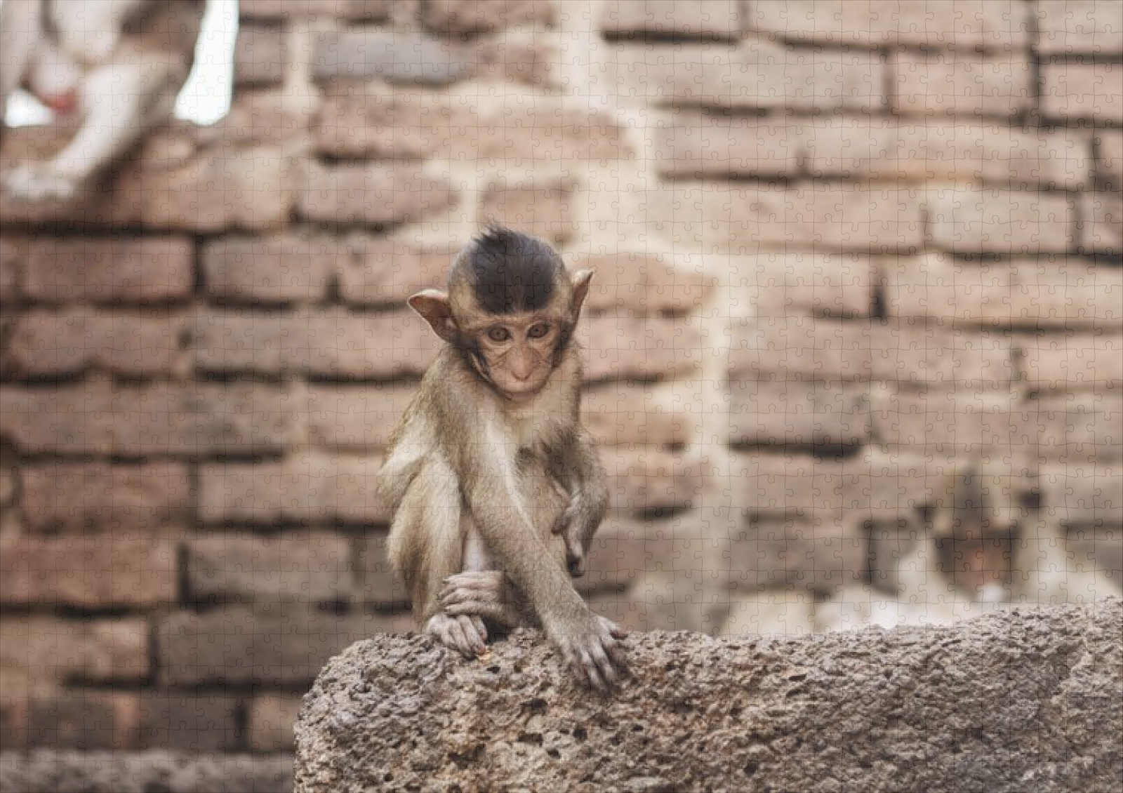 raxxa Premium-Puzzle: Affe im Zoo. - immagine 2