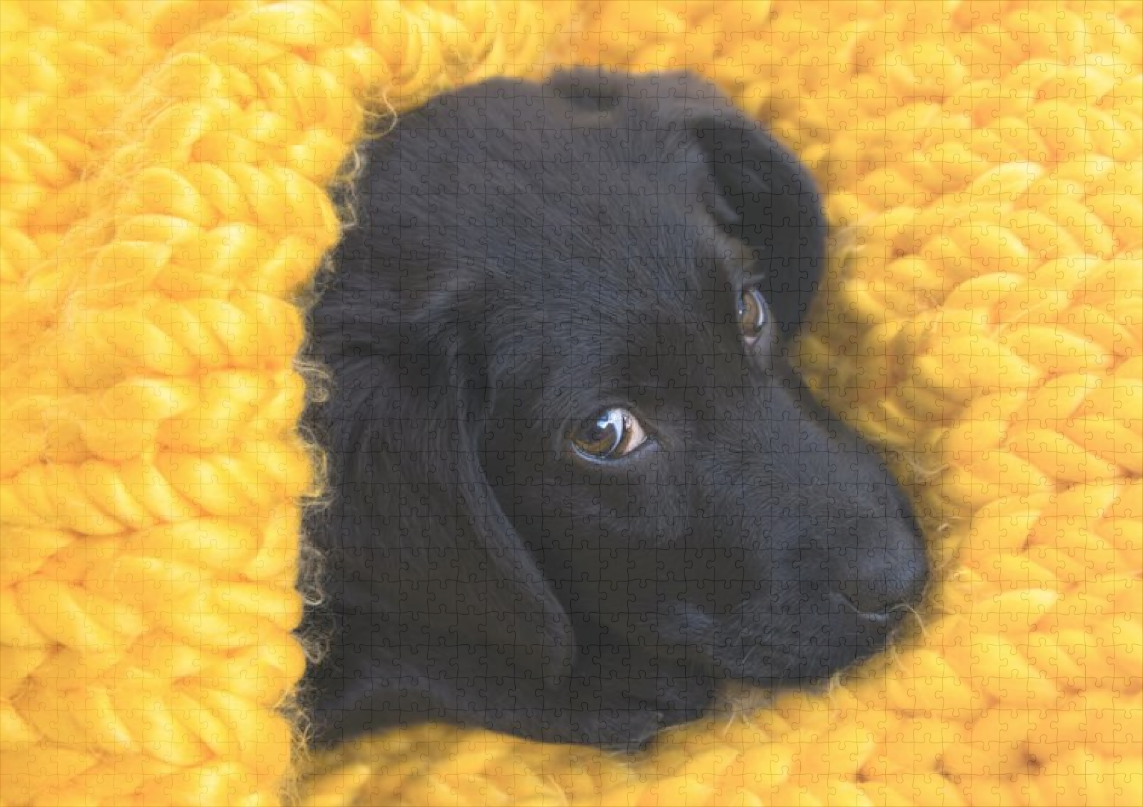 raxxa Premium-Puzzle: Labrador Retriever Welpe – Image 2