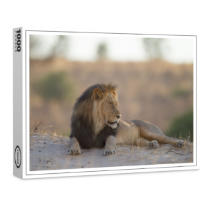 raxxa Premium-Puzzle: Löwe in der Wildnis