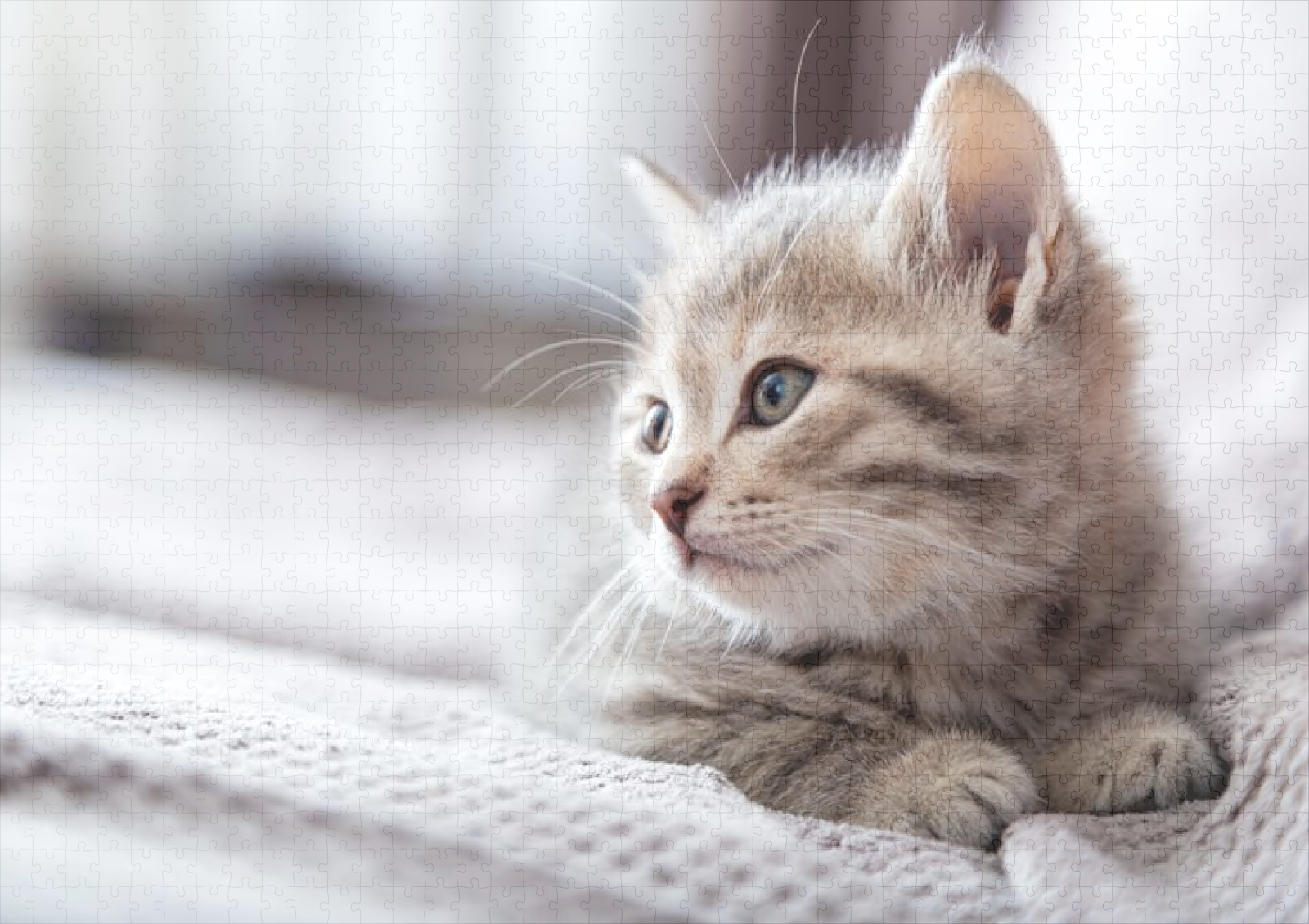 raxxa Premium-Puzzle: Kätzchen-Porträt - Imagen 2