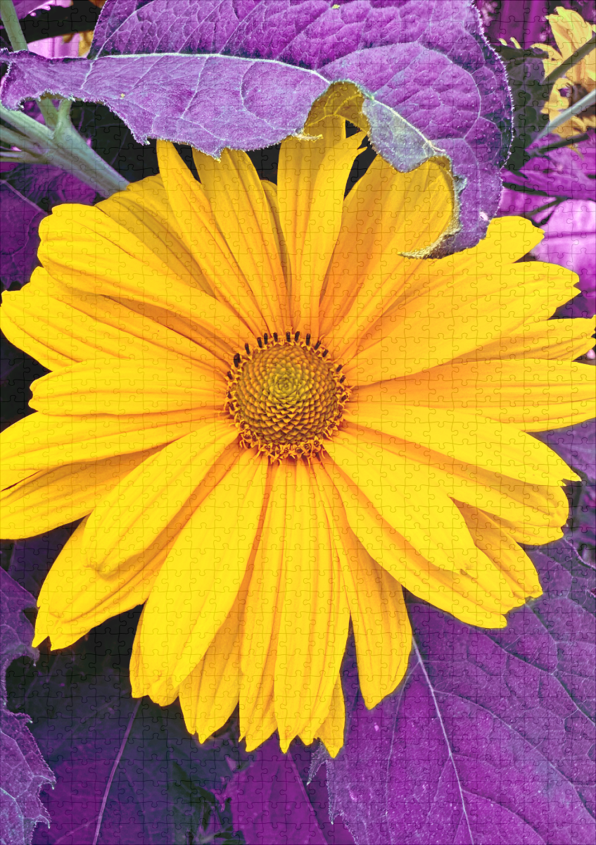 raxxa Premium-Puzzle: Yellow flower - Image 2