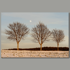 Poster: Abendlicht im Winter