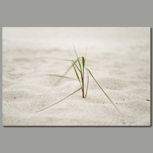 Poster: Strandgras im Seewind