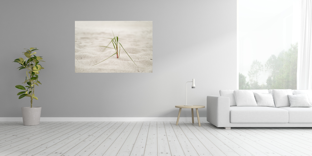 Poster: Strandgras im Seewind – Bild 3