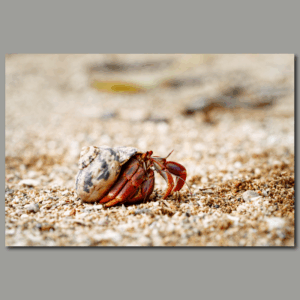 Poster: Einsiedlerkrebs