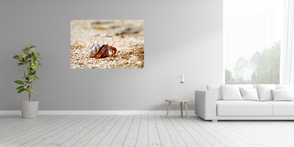 Poster: Einsiedlerkrebs - immagine 3