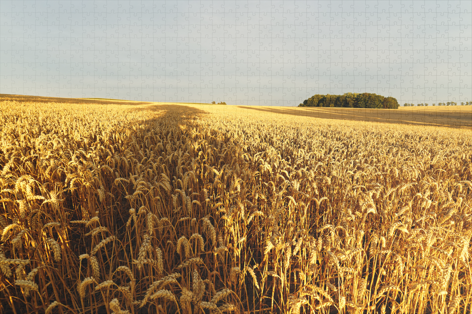 raxxa Premium-Puzzle: Getreidefeld mit Baumschatten – Image 2