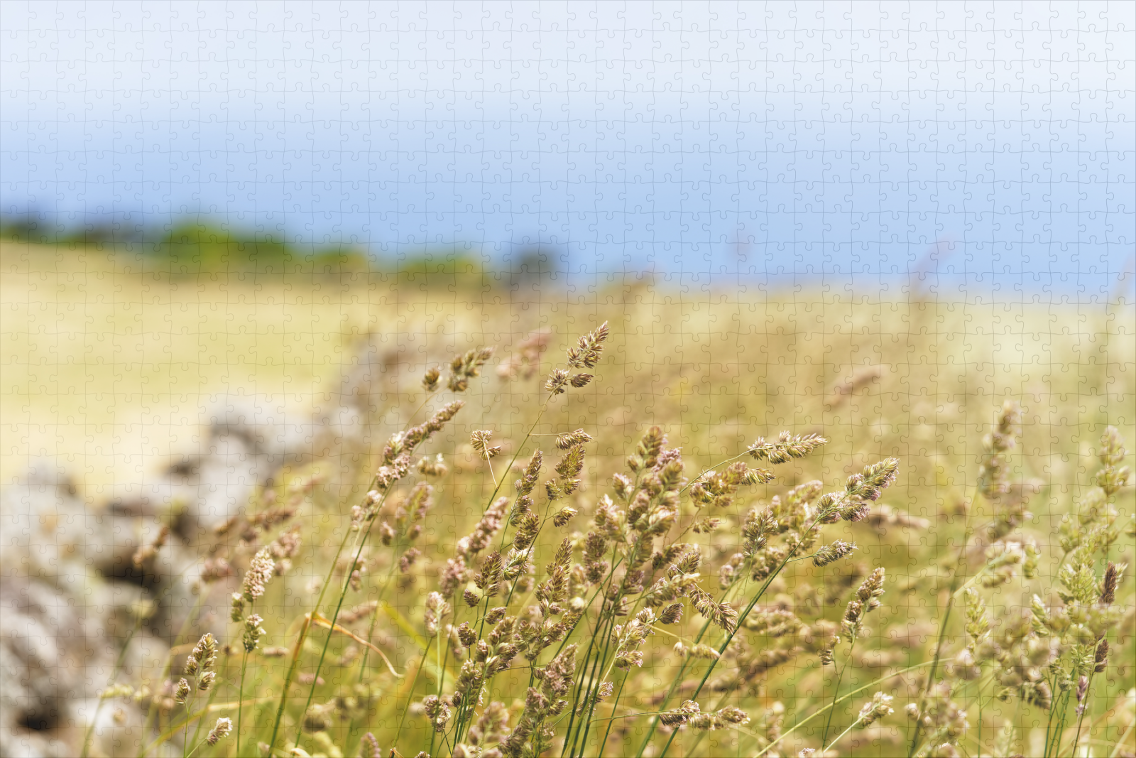 raxxa Premium-Puzzle: Grashalme am Wegesrand – Bild 2