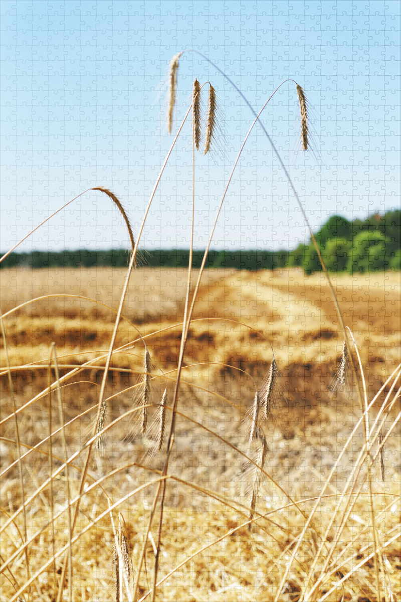 raxxa Premium-Puzzle: Getreidefeld zur Erntezeit - Imagen 2