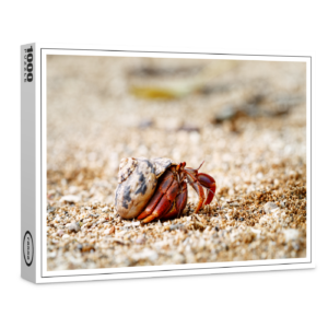 raxxa Premium-Puzzle: Einsiedlerkrebs
