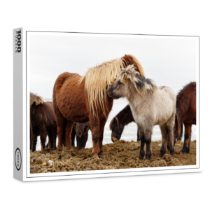 raxxa Premium-Puzzle: Islandponnys