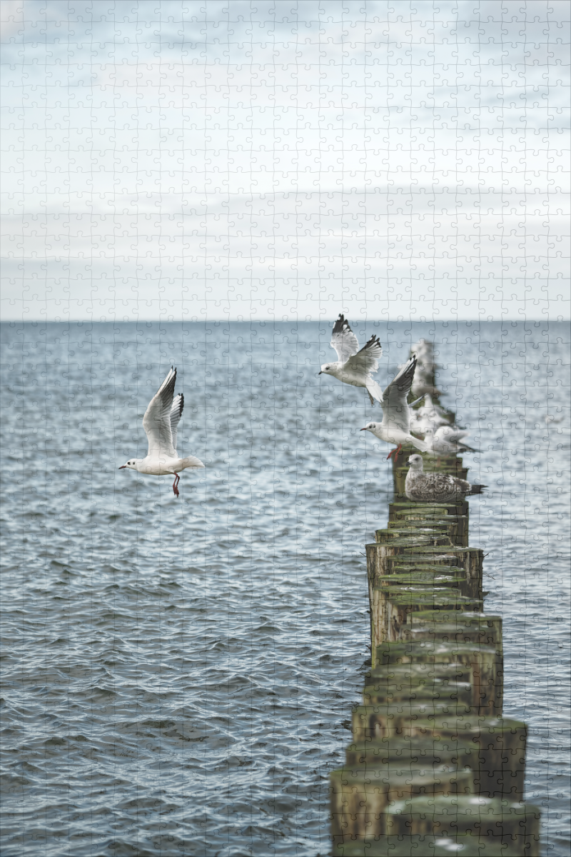 raxxa Premium-Puzzle: Möwen – Image 2