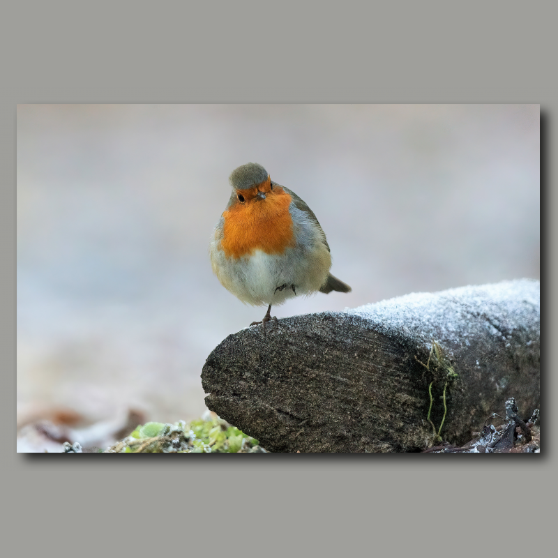 Poster: Rotkehlchen