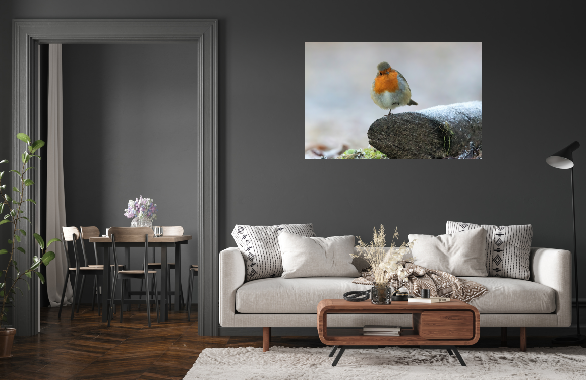 Poster: Rotkehlchen - immagine 2