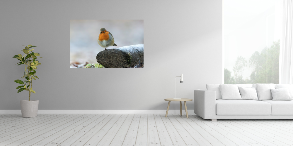 Poster: Rotkehlchen - immagine 3