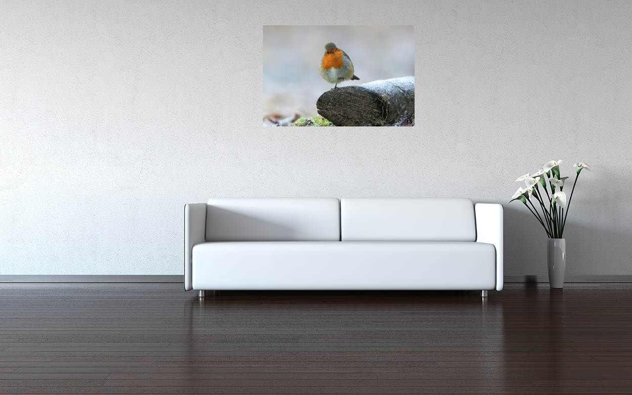 Poster: Rotkehlchen - immagine 6