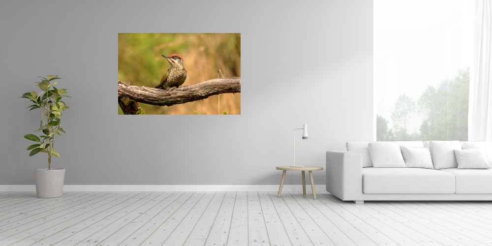 Poster: Grünspecht - immagine 3