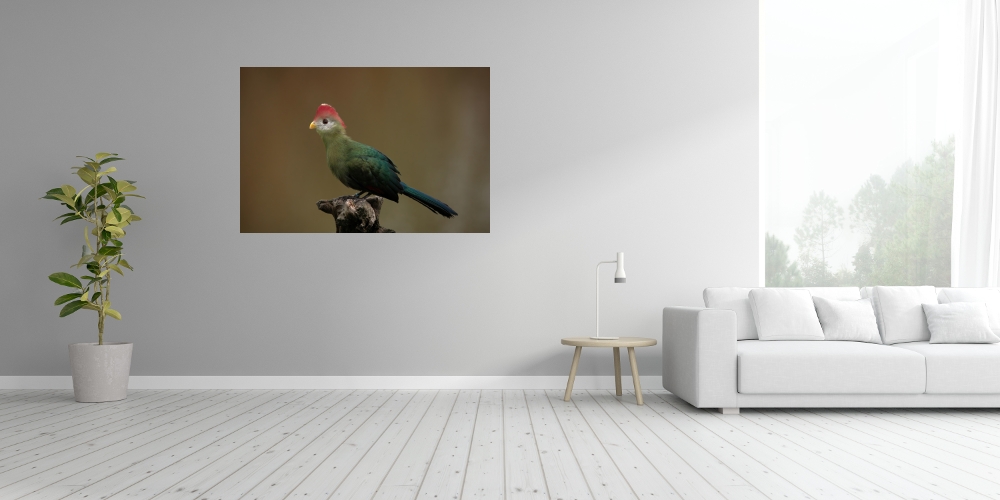 Poster: Turako – Image 3