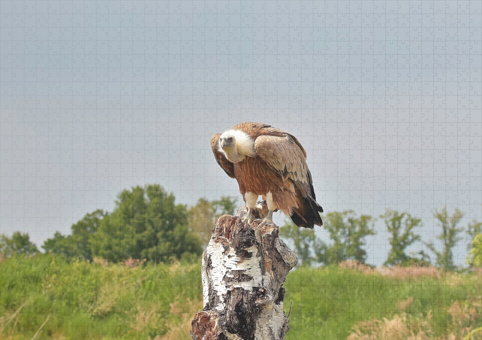 raxxa Premium-Puzzle: Gänsegeier - Imagen 2