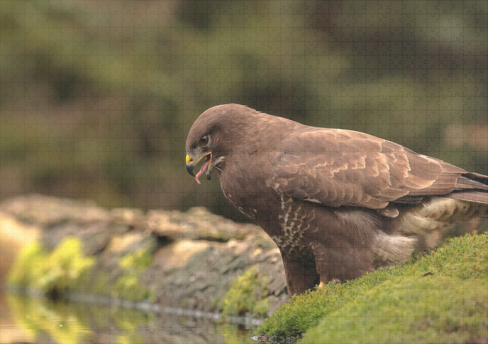 raxxa Premium-Puzzle: Mäusebussard – Image 2