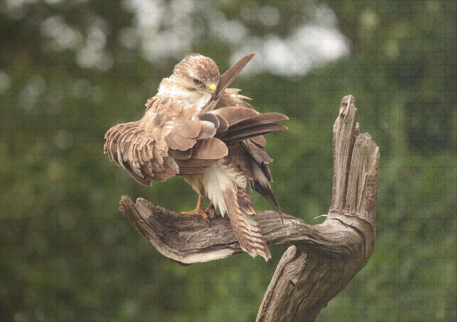 raxxa Premium-Puzzle: Mäusebussard – Bild 2