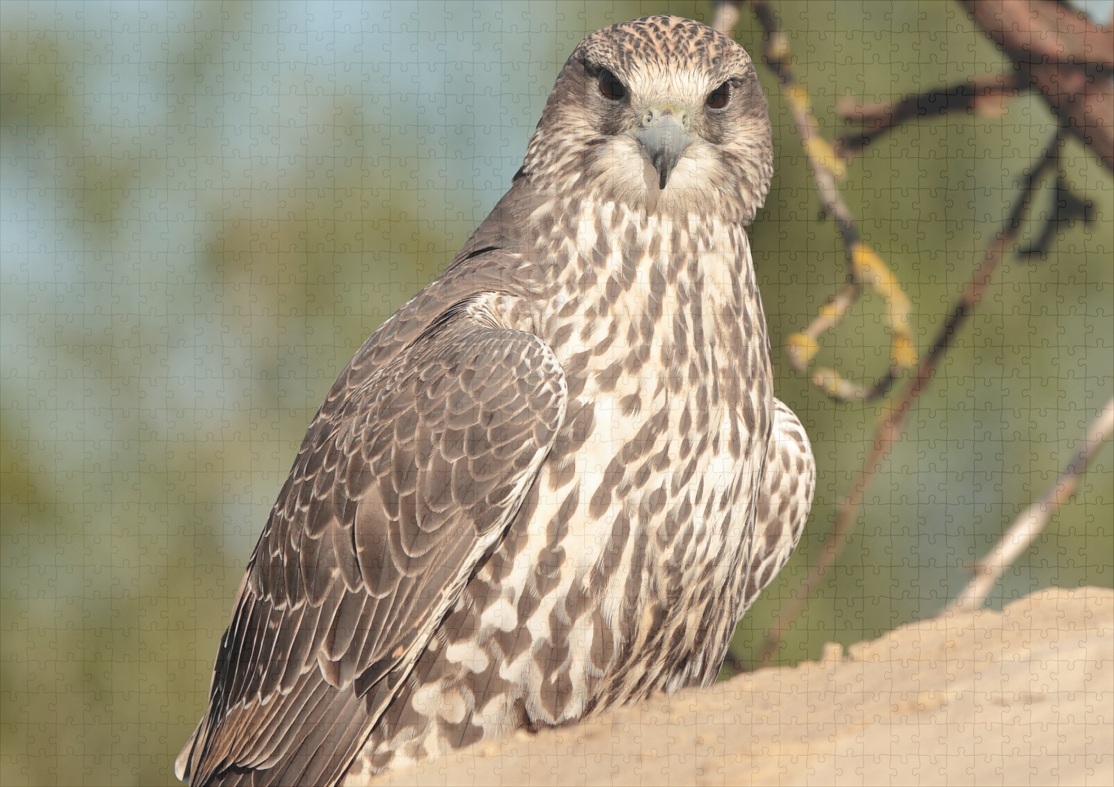 raxxa Premium-Puzzle: Gerfalke - immagine 2