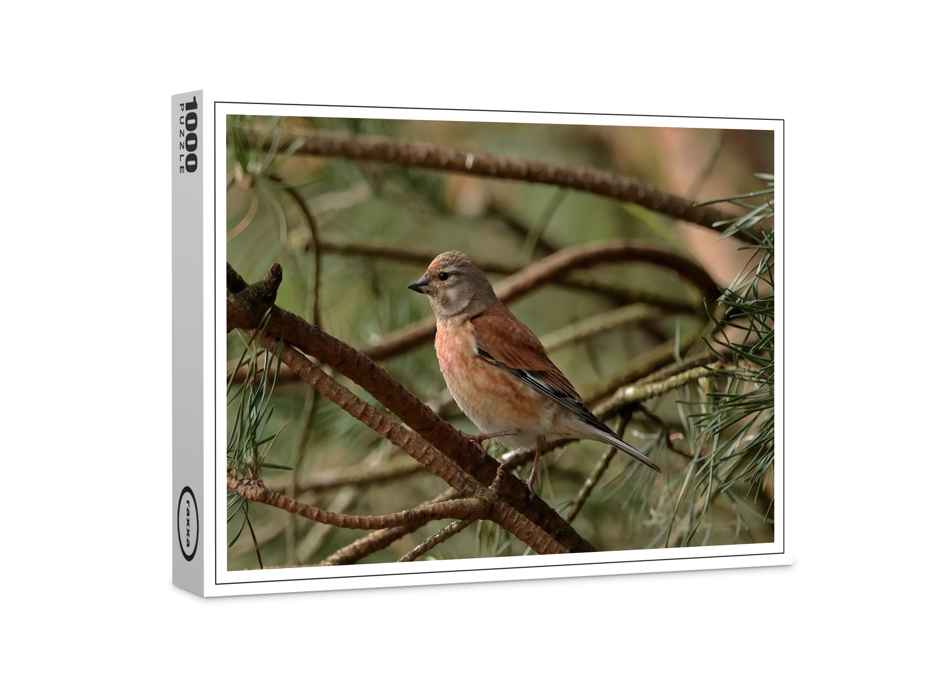 raxxa Premium-Puzzle: Birkenzeisig