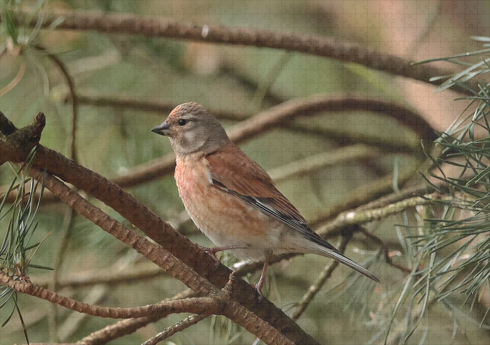 raxxa Premium-Puzzle: Birkenzeisig – Bild 2