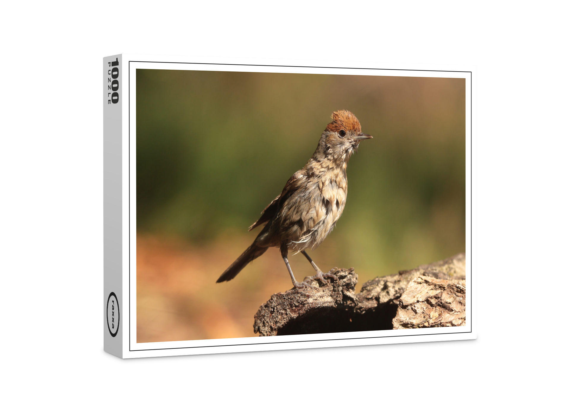 raxxa Premium-Puzzle: Mönchgrasmücke