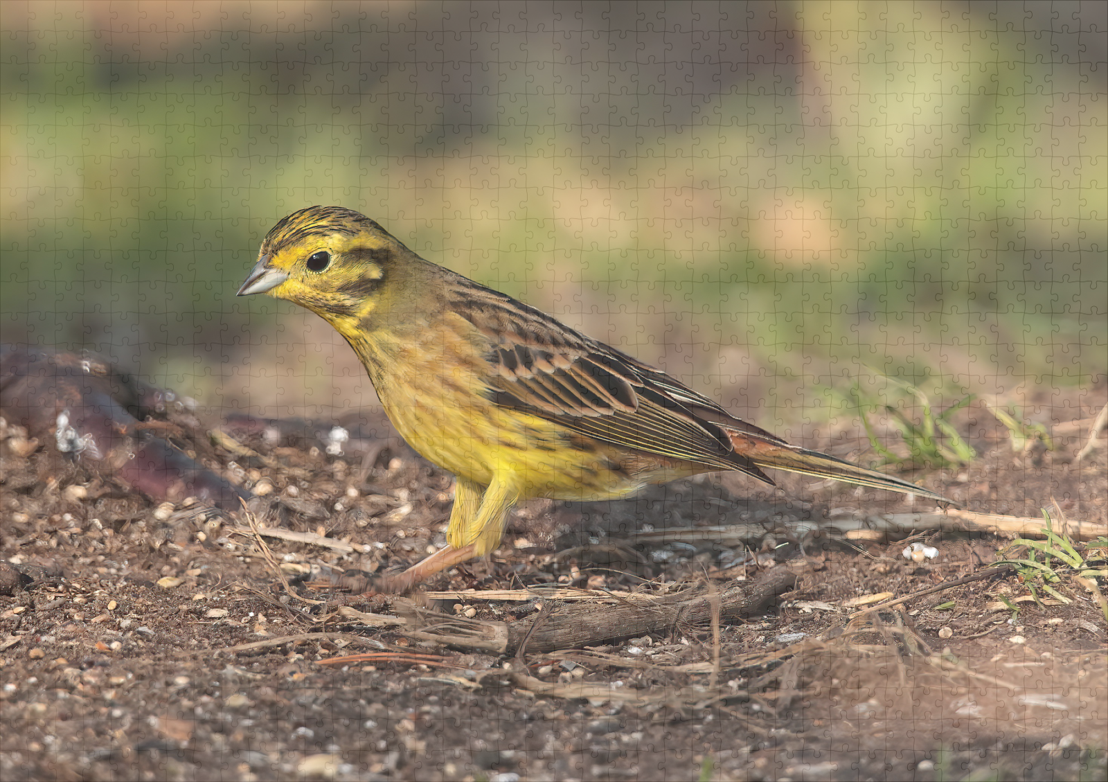 raxxa Premium-Puzzle: Goldammer - immagine 2