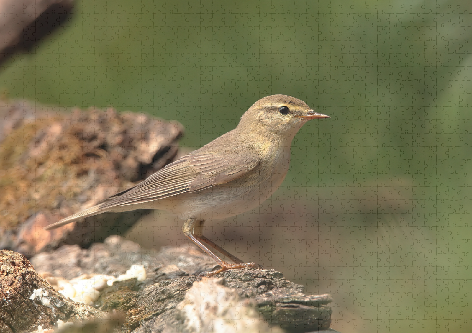 raxxa Premium-Puzzle: Fitis - immagine 2