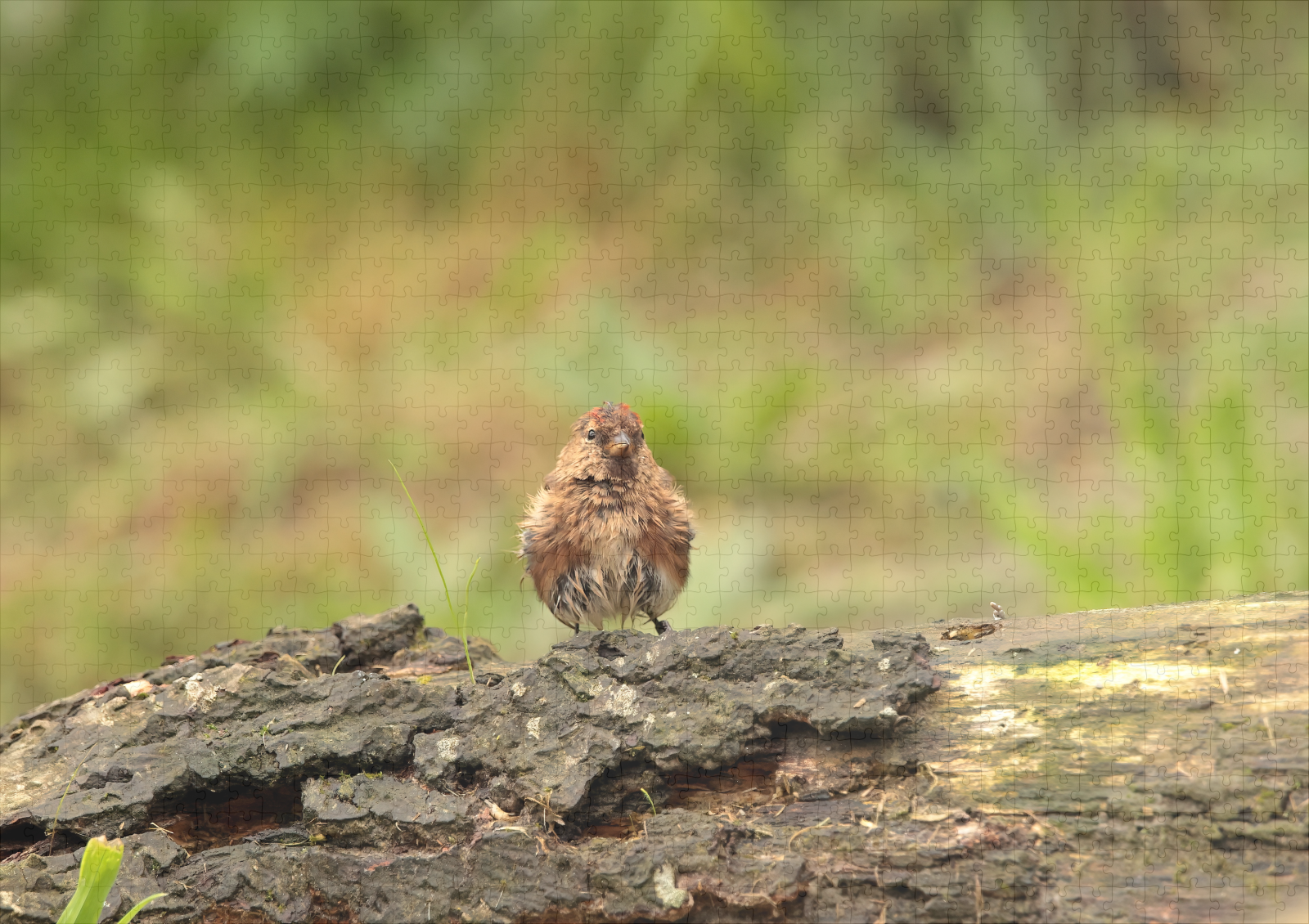 raxxa Premium-Puzzle: Der Alpenbirkenzeisig - immagine 2