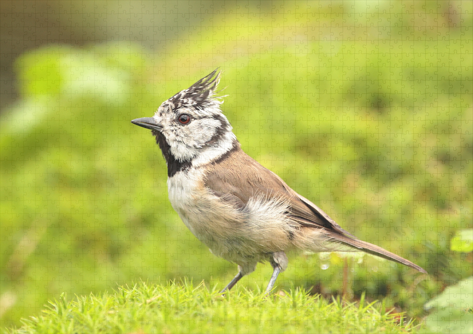 raxxa Premium-Puzzle: Haubenmeise - Image 2