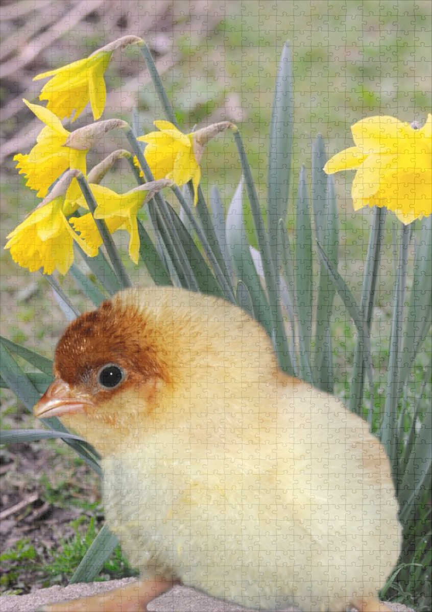 raxxa Premium-Puzzle: Kücken - immagine 2