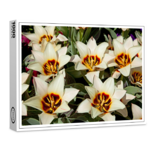 raxxa Premium-Puzzle: Frisch blühende Tulpen im Frühlingsgarten